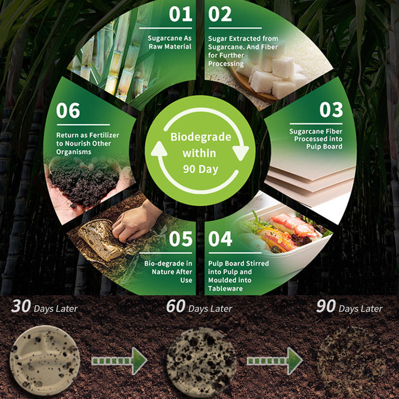 biodegradable-tableware-market-2.jpg