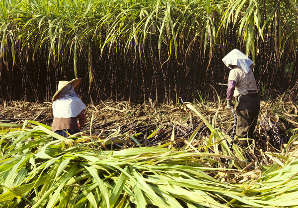 The Journey of Sugarcane: From Fields to Your Table