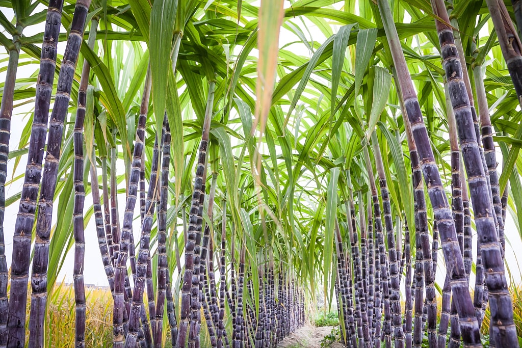 sugarcane_bagasse_products.jpg