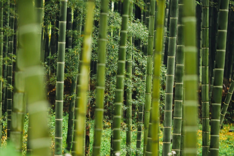 Bamboo Fiber + Bagasse! Creating Perfect Biodegradable Tableware